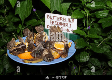 Schmetterlinge ernähren sich von Obst schneiden. Zeichen, die lautet: Schmetterlinge Fütterung, nicht stören.  Enthalten sind: Eule Schmetterling Caligo, und Stockfoto