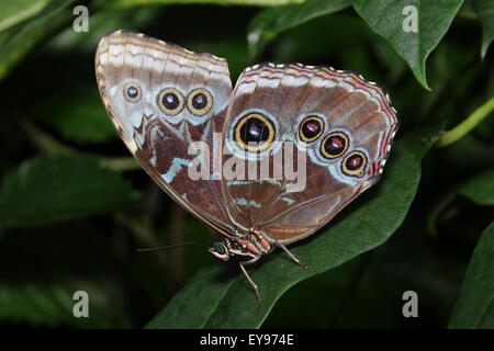 Schmetterling. The Emperor Blue Morpho Peleides, gemeinsame Morpho, Morpho Peleides. Das Schmetterlingshaus in Niagara Parks Botani Stockfoto