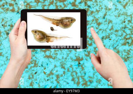Naturforscher Studien Kaulquappen der Frosch im Wasserbecken auf TabletPC Stockfoto