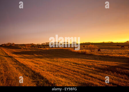 Leuchten Sie über Ackerland bei Sonnenuntergang; Manitoba, Kanada Stockfoto
