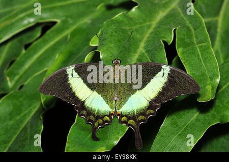 Schwalbenschwanz-Schmetterling. Gemeinsamen Banded Peacock, Papilio Crino. Das Schmetterlingshaus in Niagara Parks botanische Gärten, Onta Stockfoto
