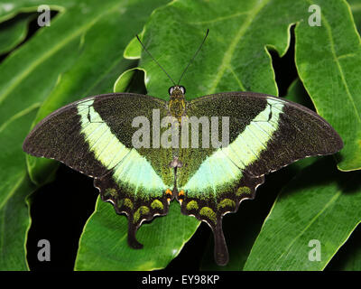 Schwalbenschwanz-Schmetterling. Gemeinsamen Banded Peacock, Papilio Crino. Das Schmetterlingshaus in Niagara Parks botanische Gärten, Onta Stockfoto