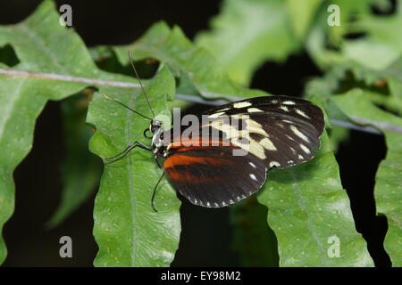 Schmetterling. Tiger Longwing, Hecale Longwing, goldene Longwing, goldene Heliconian, Heliconius Aigeus. Das Schmetterlingshaus in Stockfoto