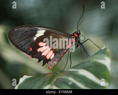 Schmetterling. Parides Iphidamas, Cattlehearth Schmetterling. Das Schmetterlingshaus in Niagara Parks botanische Gärten, Ontario, Ca Stockfoto