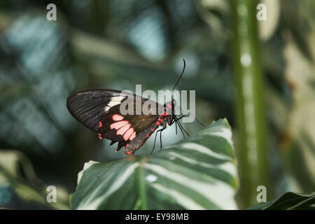 Schmetterling. Parides Iphidamas, Cattlehearth Schmetterling. Das Schmetterlingshaus in Niagara Parks botanische Gärten, Ontario, Ca Stockfoto