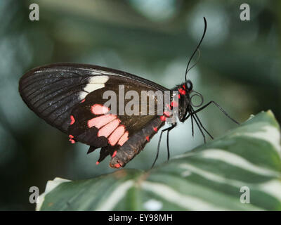 Schmetterling. Parides Iphidamas, Cattlehearth Schmetterling. Das Schmetterlingshaus in Niagara Parks botanische Gärten, Ontario, Ca Stockfoto