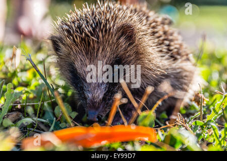 Nahaufnahme der Igel im Garten Stockfoto