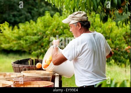 Fred Taylor mündet ein weiterer Eimer Pfirsiche in der Scheffel-Körbe auf dem Anhänger. Stockfoto