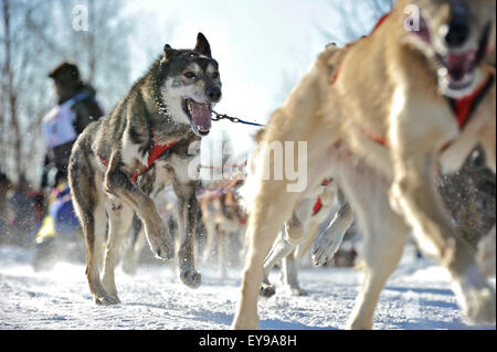 Hunde-Teams laufen durch die Stadt für die 2011 Fur Rondy Weltmeisterschaft Schlittenhunde Rennen in Anchorage, Alaska Stockfoto