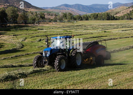 Ernte, Ernte, Traktor, Luzerne, Idaho Stockfoto