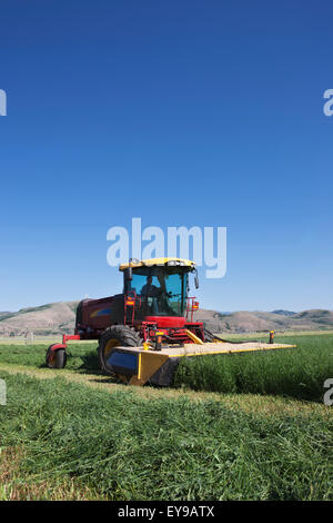 New Holland H8060 schneiden Luzerne; Preston, Idaho, Vereinigte Staaten von Amerika Stockfoto