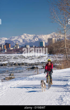 Fahrrad, Husky, Schnee, Frau, Chugach Mountains Stockfoto