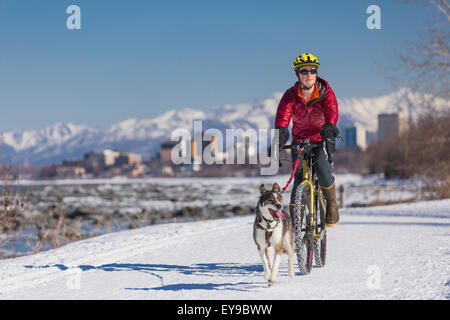 Fahrrad, Husky, Schnee, Frau, Chugach Mountains Stockfoto