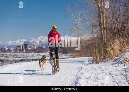 Fahrrad, Husky, Schnee, Frau, Chugach Mountains Stockfoto