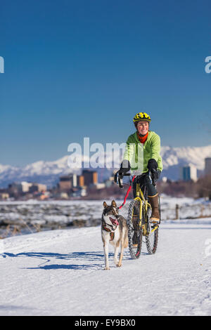 Fahrrad, Husky, Schnee, Frau, Chugach Mountains Stockfoto