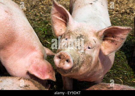 schmutzige Schwein im Schlamm auf dem Bauernhof suchen die Kamera Stockfoto