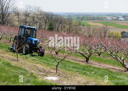 New Holland T4050F Traktor Mähen in Pfirsich-Obstgarten mit Blüten; Lititz, Pennsylvania, Vereinigte Staaten von Amerika Stockfoto