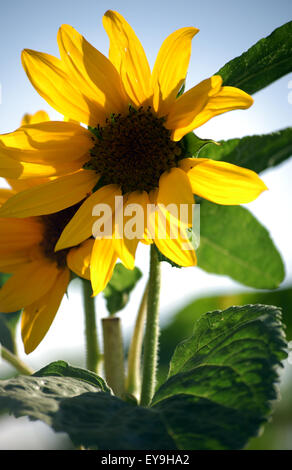 Sonnenblume im Sonnenlicht Stockfoto