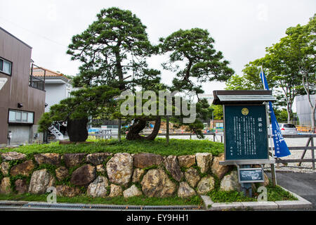 Hamamatsu Schlosspark, Stadt Hamamatsu, Shizuoka Präfektur, Japan Stockfoto