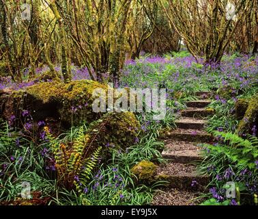 Ardcarrig Gärten, Co. Galway, Irland; Hazel Niederwald und Glockenblumen Stockfoto