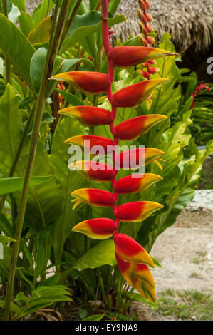 Heliconia Rostrata, Lobster Claw Blume in Tikal, Guatemala Stockfoto