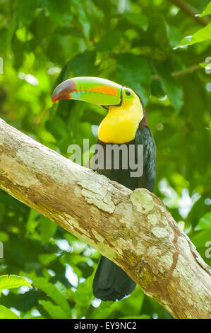 Ramphastos Sulfuratus, Kiel-billed Toucan in Tikal, Guatemala Stockfoto