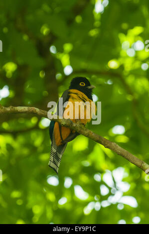 Trogon Rufus, Südgrenze Trogon in Tikal, Guatemala Stockfoto