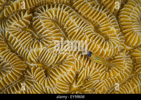 Pfefferminz-Grundel (Coryphopterus Lipernes) auf Korallen, Bari Reef, Bonaire, Niederländische Antillen Stockfoto