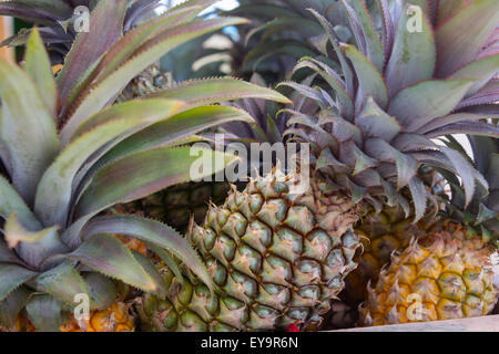 Ananas zum Verkauf am Stall, Curtain Bluff, Antigua, Caribbean Stockfoto