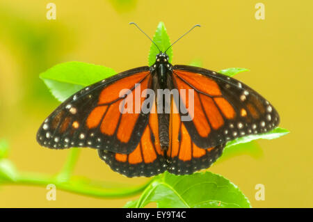 Danaus Plexippus Monarch-Schmetterling am Lake Atitlan, Guatemala Stockfoto