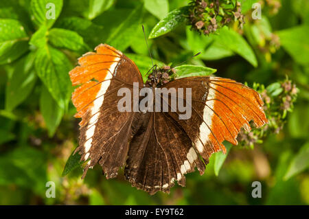 Siproeta Ephapus, Rusty-bestückte Seite Butterfly am Lake Atitlan, Guatemala Stockfoto