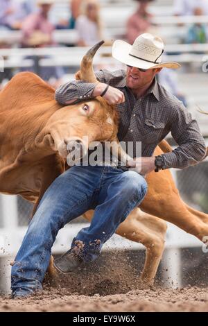 Cheyenne, Wyoming, USA. 24. Juli 2015. Steer Ringer Jarret neue Wimberley, Texas und senkt seine Steuern an die Cheyenne Frontier Days Rodeo in Frontier Park Arena 24. Juli 2015 in Cheyenne, Wyoming. Frontier Days feiert die Cowboy Traditionen des Westens mit einem Rodeo, Parade und Fair. Stockfoto