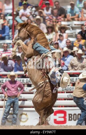 Cheyenne, Wyoming, USA. 24. Juli 2015. Bareback Reiter Winn Ratliff hängt an Jamboree, wie das Pferd nach hinten auf die Cheyenne Frontier Days Rodeo in Frontier Park Arena 24. Juli 2015 in Cheyenne, Wyoming fällt. Frontier Days feiert die Cowboy Traditionen des Westens mit einem Rodeo, Parade und Fair. Stockfoto