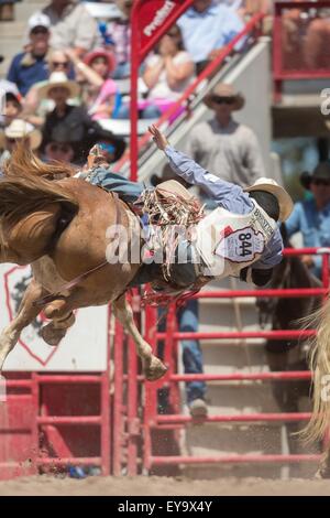 Cheyenne, Wyoming, USA. 24. Juli 2015. Bareback Reiter Winn Ratliff hängt an Jamboree, wie das Pferd nach hinten auf die Cheyenne Frontier Days Rodeo in Frontier Park Arena 24. Juli 2015 in Cheyenne, Wyoming fällt. Frontier Days feiert die Cowboy Traditionen des Westens mit einem Rodeo, Parade und Fair. Stockfoto