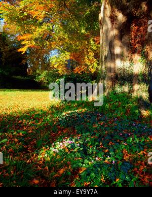 Fernhill Gärten, Co Dublin, Irland; Alpenveilchen unter einer Buche Stockfoto