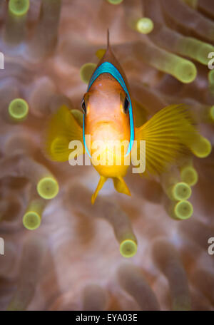 Ein Rotes Meer Anemonenfische (Amphiprion Bicinctus) Dart von ihrer Anemone Host, St Johns Paradise Reef, Rotes Meer, Ägypten Stockfoto