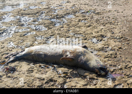Toten Abdichtung an Filey Brigg filey North Yorkshire UK Stockfoto