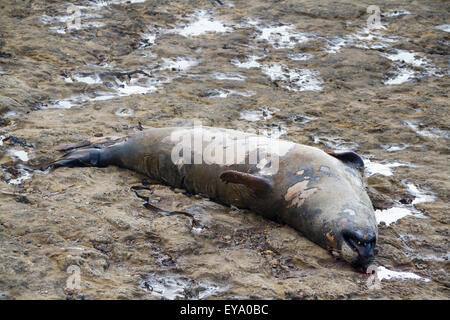 Toten Abdichtung an Filey Brigg filey North Yorkshire UK Stockfoto