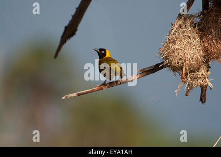 Geringerem maskierte Weber (Ploceus Intermedius) in der Nähe des Nest. Stockfoto