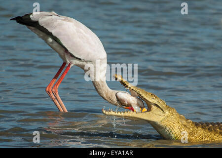 Krokodil erscheinen zu essen eine gelbe Storch in Rechnung gestellt (aber es ist eine optische Täuschung, der Storch hinter das Krokodil. Stockfoto