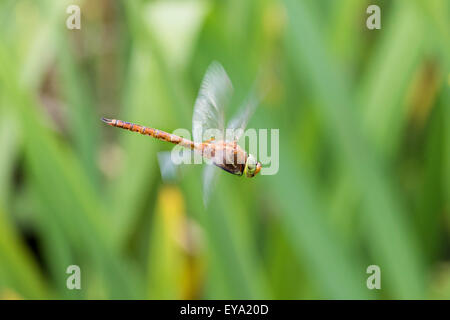 Norfolk Hawker Aeshna gleichschenklig im Flug Stockfoto