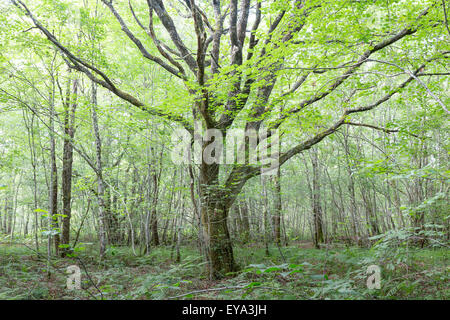 Elder Eiche in der Mitte des Landes gelegen Stockfoto
