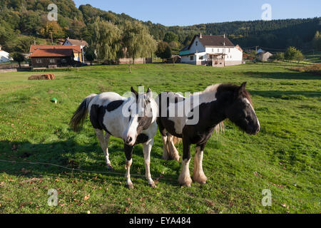 Alberschweiler, Frankreich, zwei Pferde in einem paddock Stockfoto