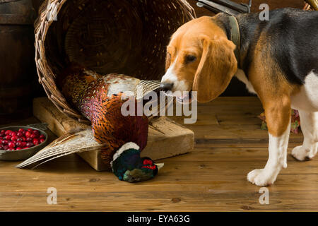 Junge Beagle, die eine erste Erfahrung als Jagdhund Stockfoto