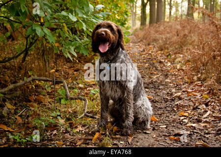 Korthals Griffon sitzen in eine herbstliche Landschaft Stockfoto