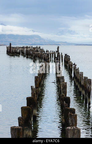 Hölzerne Pier Säulen, Puerto Natales, Patagonien, Chile Stockfoto
