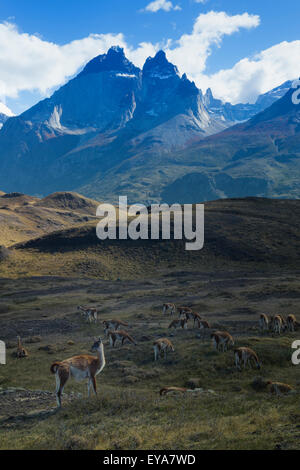 Guanako Herde Weiden in den Steppen des Nationalparks Torres del Paine, Patagonien, Chile Stockfoto