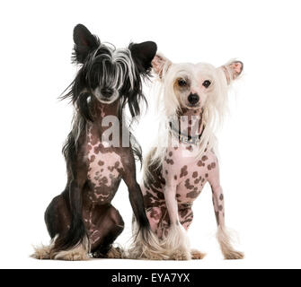 Zwei Chinesischer Schopfhund Hunde sitzen vor einem weißen Hintergrund Stockfoto