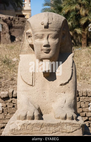 Luxor, Ägypten. Tempel von Luxor (Ipet Resyt): eine Sphinx von der so genannten "Sphynx-Allee" Nektanebos ich Stockfoto