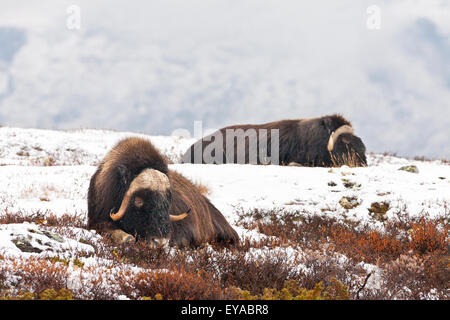 Moschusochsen Ovibos Moschatus, im frühen Winter Schnee im Dovrefjell Nationalpark, Dovre, Norwegen. Stockfoto